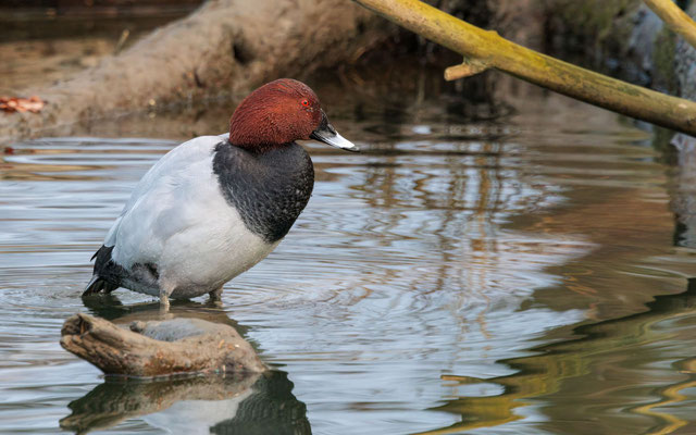 Tafelente Männchen - Common Pochard Male - #0677