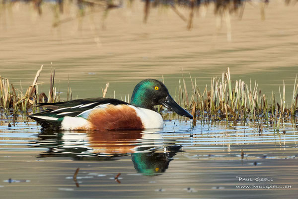 Löffelente Männchen - Northern Shoveler Male - #4121
