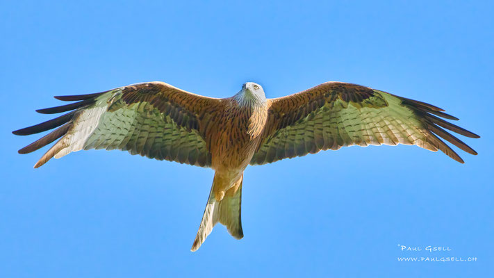 Rotmilan - Red Kite - #8599