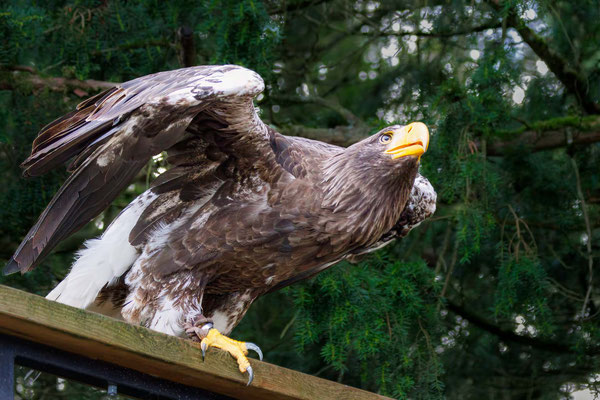 Riesenseeadler - #8236