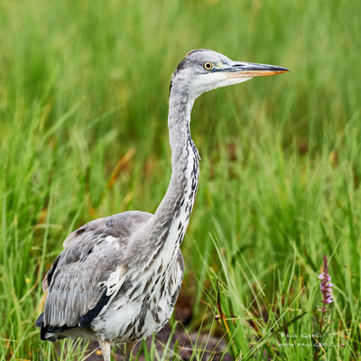 Graureiher - Grey Heron - #3918