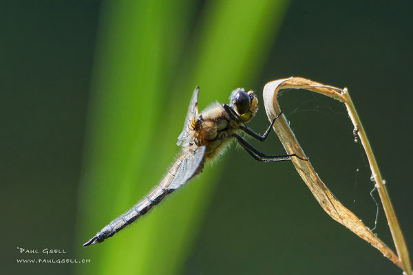 Blaupfeil Libelle - Black-tailed Skimmer - #7622