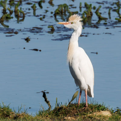 Kuhreiher - Cattle Egret - #4411