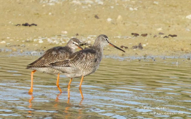 Dunkle Wasserläufer - Spotted Redshanks - #3530
