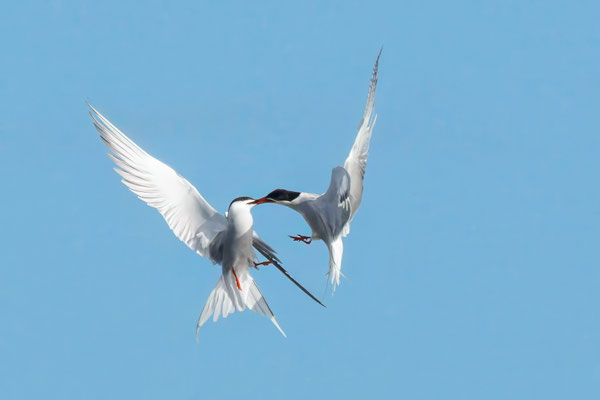 Flußseeschwalben im Balzflug - Common Terns in mating flight - #1771