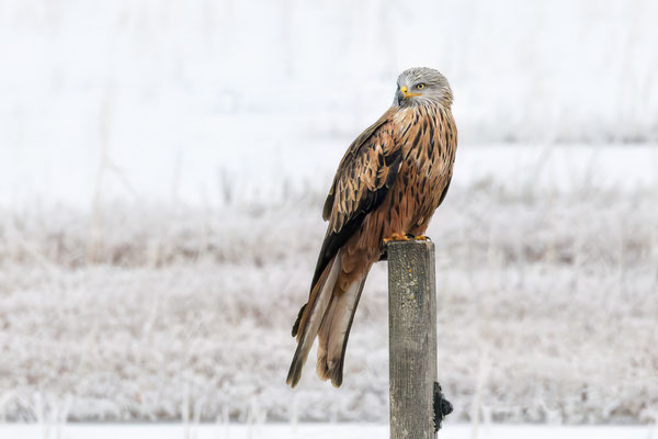 Rotmilan - Red Kite - #2102
