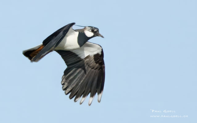 Kiebitz - Lapwing - #9480