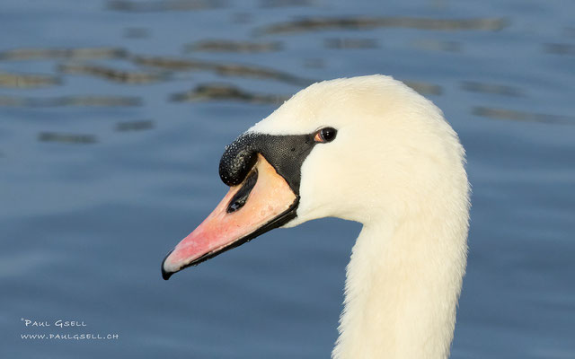 Höckerschwan - Mute Swan - #3745
