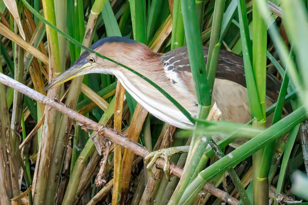 Zwergdommel - Little Bittern - #9735