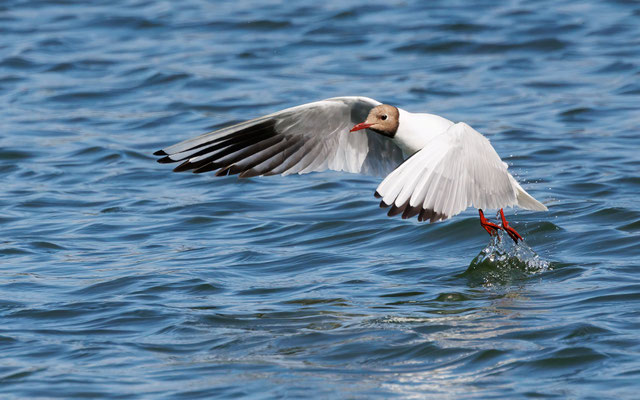 Lachmöwe - Black-headed Gull - #1153