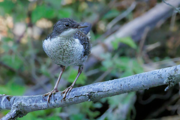 Junge Wasseramsel - Young White Throated Dipper - #3497