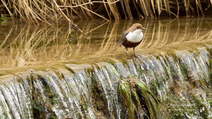 Wasseramsel - White Throated Dipper - #8567
