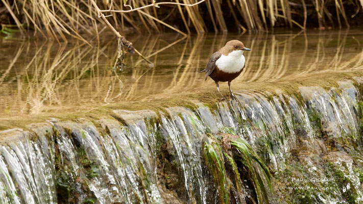 Wasseramsel - White Throated Dipper - #8567