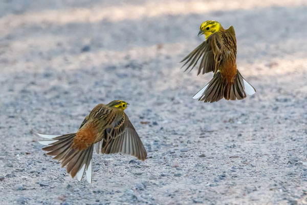 Goldammern - Yellowhammers - #7552