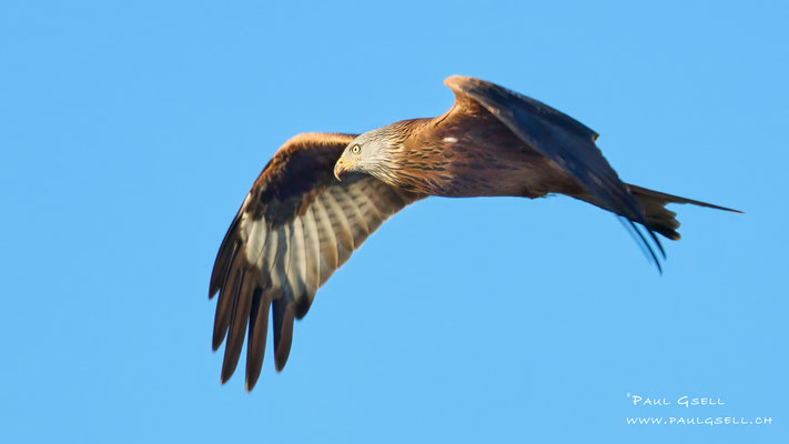 Rotmilan - Red Kite - #9205