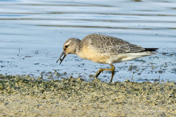 Knutt - Red Knot - #3327