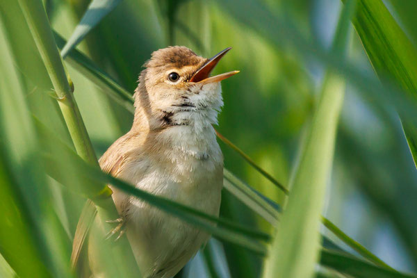 Teichrohrsänger - Reed Warbler - #7396