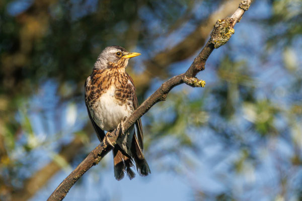 Wacholderdrossel - Fieldfare - #6327