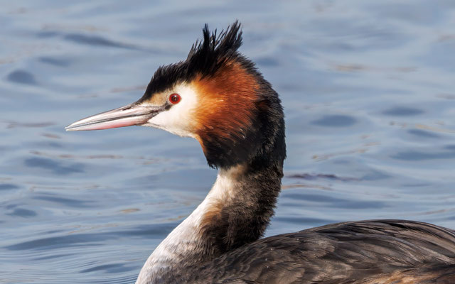 Haubentaucher - Great Crested Grebe - #4441