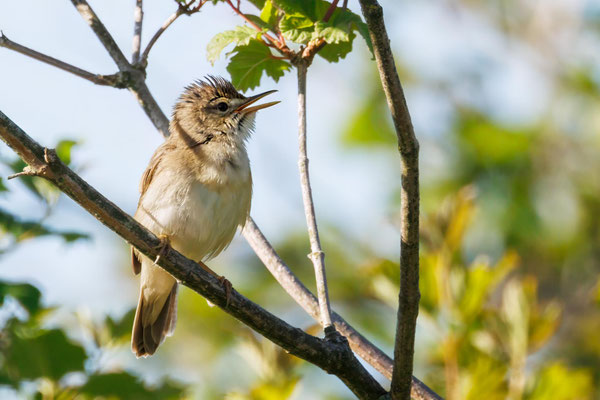 Sumpfrohrsänger - Marsh Warbler - #5114