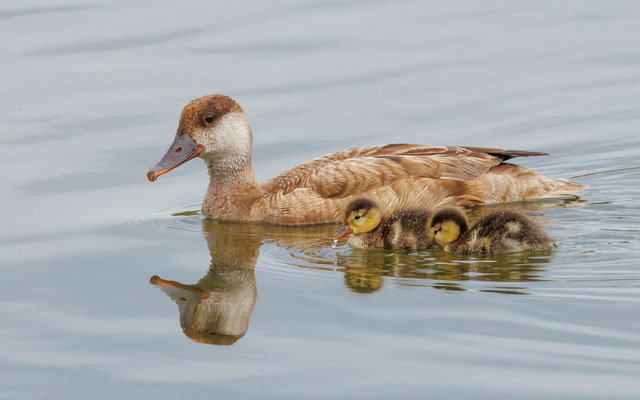Kolbenente mit 2 Jungen - Red-crested pochard with 2 chicks - #2808