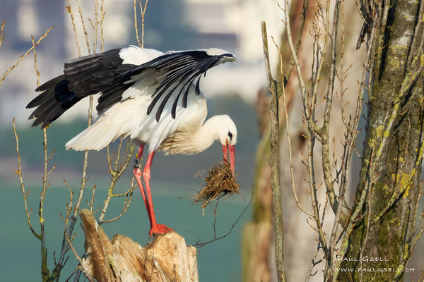 Weißstorch - White Stork - #6946
