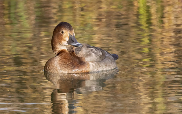 Tafelente Weibchen - Common Pochard Female - #3366