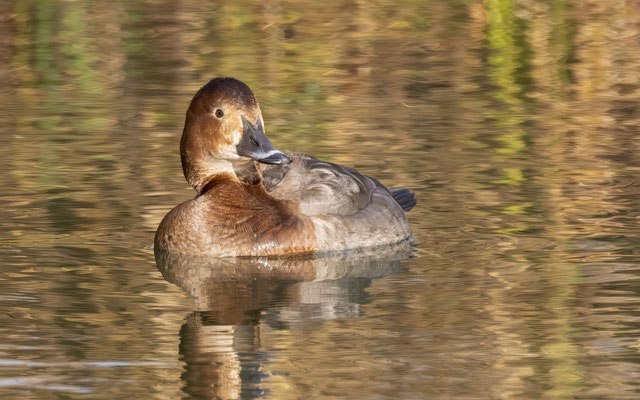 Tafelente Weibchen - Common Pochard Female - #3366