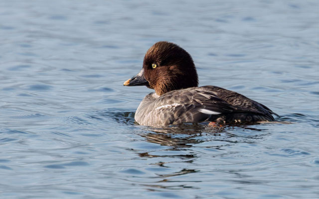 Schellente Weibachen - Goldeneye Female - #5176