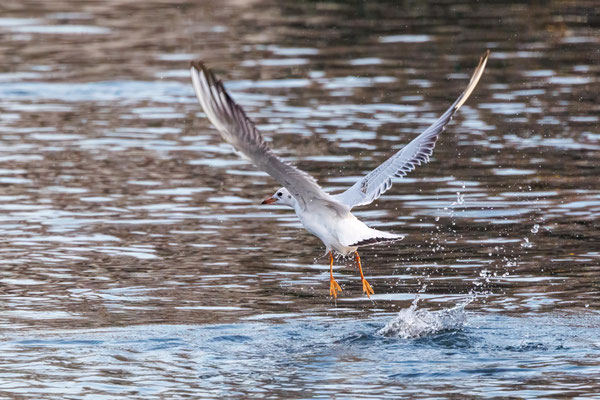 Lachmöwe - Black-headed Gull - #6504