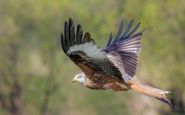 Rotmilan - Red Kite - #1567