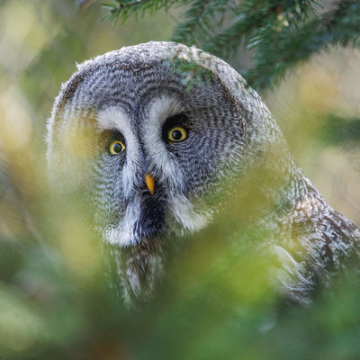 Bartkauz - Great Grey Owl - #2212