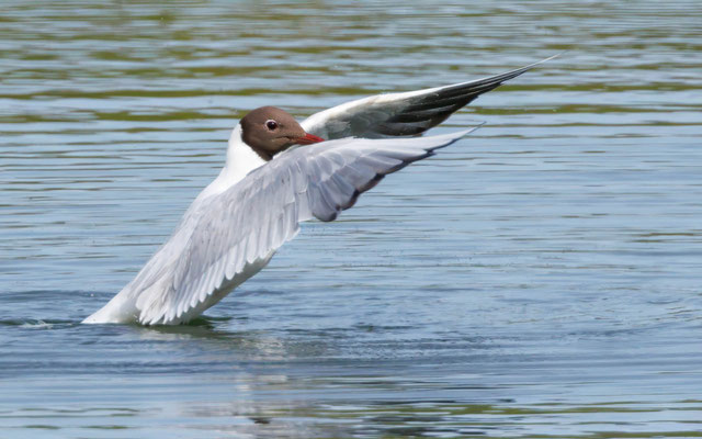 Lachmöwe - Black-headed Gull - #5315