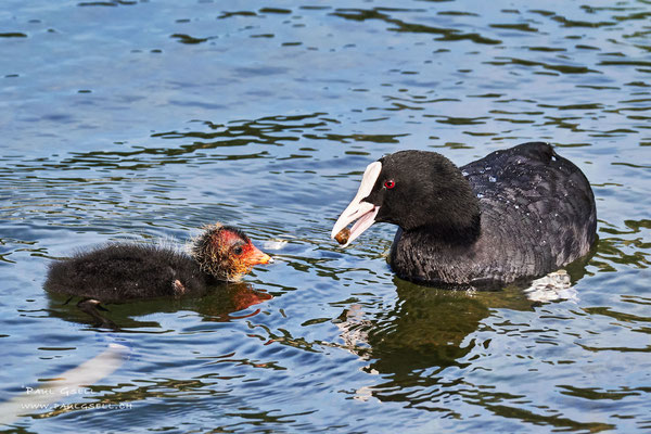 Blässhuhn mit Küken - Coot with fledgling - #3304