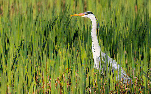 Graureiher - Grey Heron - #9826