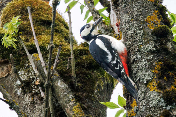 Buntspecht - Great Spotted Woodpecker - #4740
