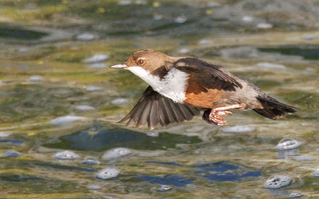 Wasseramsel - Dipper - #8708
