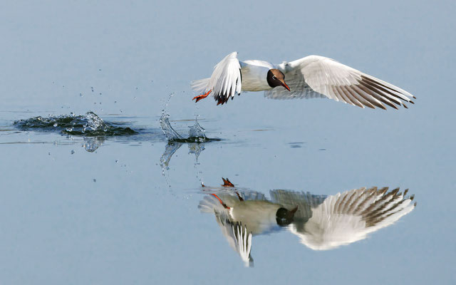 Lachmöwe - Black-headed Gull - #8575
