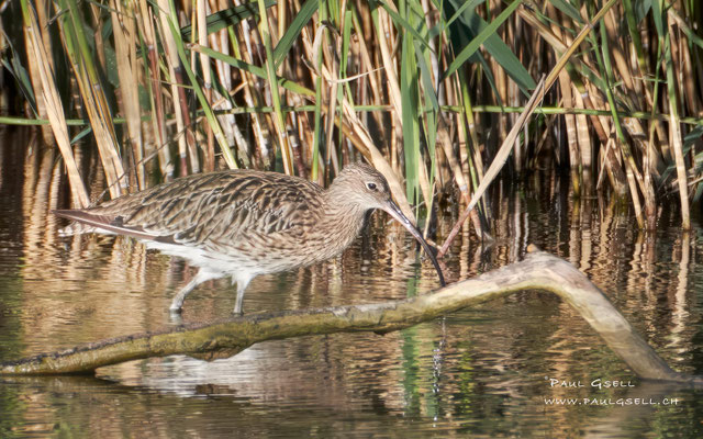 Grosser Brachvogel - Eurasian Curlew - #3247