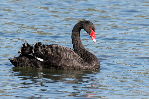 Schwarzschwan im Klingnauer Stausee - Black Swan - #1869