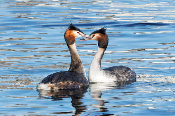 Haubentaucher Paar - Great Crested Grebe Couple - #2746