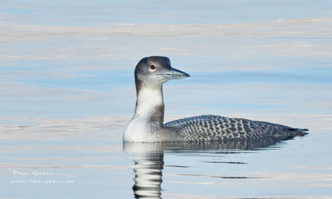 Eistaucher - Great Northern Loon - #9799