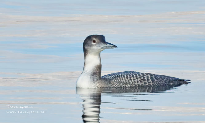 Eistaucher - Great Northern Loon - #9799