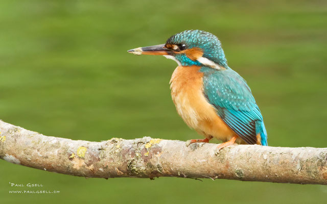Eisvogel Weibchen - Kingfisher Female - #0589