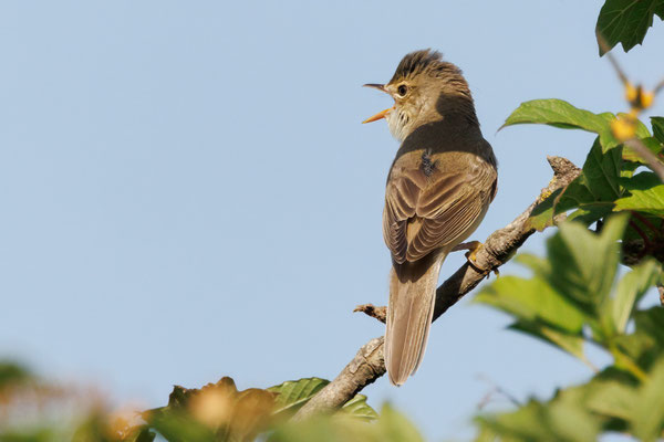 Sumpfrohrsänger - Marsh Warbler - #7480