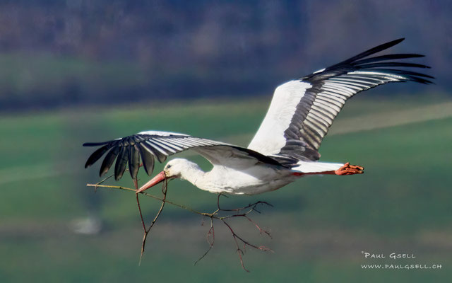 Weißstorch - White Stork - #6190