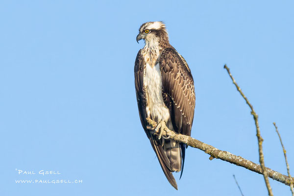 Fischadler - Osprey - #2087