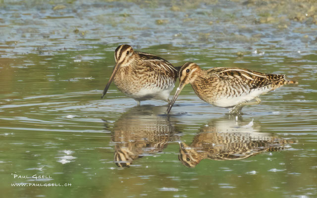 Bekassinen - Common Snipes - #7212