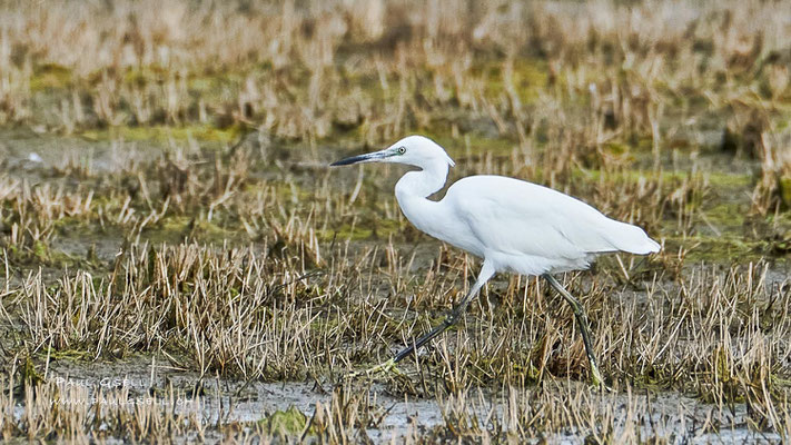Seidenreiher - Little Egret - #6669