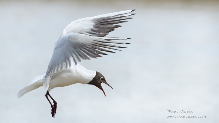 Lachmöwe - Black-headed Gull - #0004